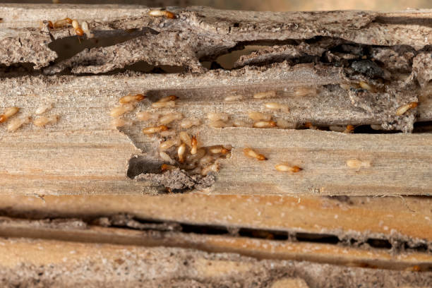 Mount Healthy Heights, OH Pest Control Company